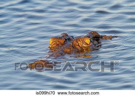 Crocodile, Kruger National Park, Africa View Large Photo Image Stock Image - Crocodile, Kruger National Park, Africa. Fotosearch