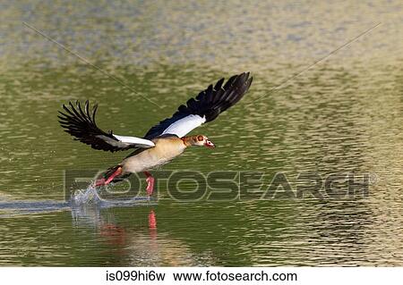 Egyptian goose View Large Photo Image Stock Photo - Egyptian goose. Fotosearch