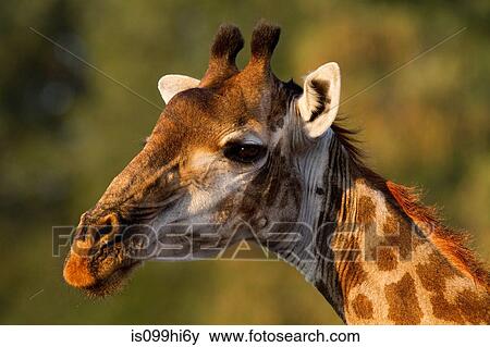 Giraffe portrait, Kruger National Park, Africa View Large Photo Image Stock Photo - Giraffe portrait, Kruger National Park, Africa. Fotosearch