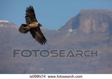 Junior Lammergeier (Bearded Vulture) at Giant's Castle, Drakensburg Mountains, Africa View Large Photo Image Picture - Junior Lammergeier (Bearded Vulture) at Giant's Castle, Drakensburg Mountains, Africa. Fotosearch