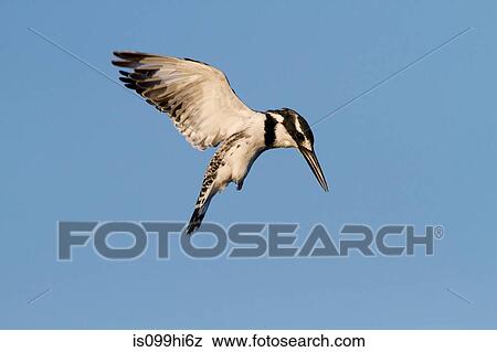 Pied Kingfisher, Kruger National Park, Africa View Large Photo Image Stock Photo - Pied Kingfisher, Kruger National Park, Africa. Fotosearch