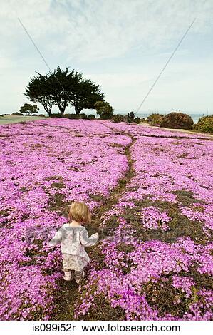 Toddler walking through pink flowers View Large Photo Image Stock Photography - Toddler walking through pink flowers. Fotosearch