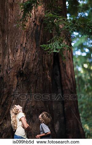 Two children looking up at a tree View Large Photo Image Stock Image - Two children looking up at a tree. Fotosearch