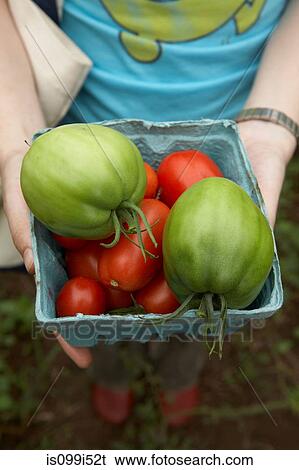 Woman holding fresh tomatoes View Large Photo Image Stock Photograph - Woman holding fresh tomatoes. Fotosearch