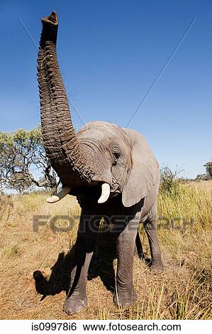 メスのアフリカ人 象 正面から ボツワナ アフリカ 画像コレクション Isi6 Fotosearch