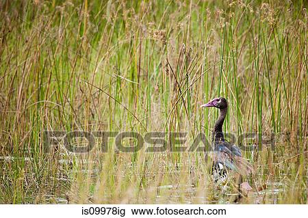 African Duck in the tall grass View Large Photo Image Stock Image - African Duck in the tall grass. Fotosearch