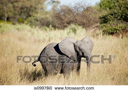 Baby elephant in the Okavango Delta, Botswana, Africa View Large Photo Image Stock Image - Baby elephant in the Okavango Delta, Botswana, Africa. Fotosearch