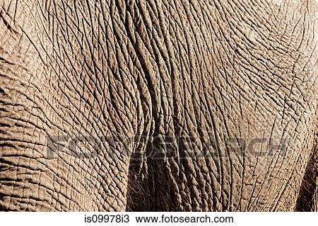 Detail of Elephant skin, Botswana, Africa View Large Photo Image Stock Image - Detail of Elephant skin, Botswana, Africa. Fotosearch