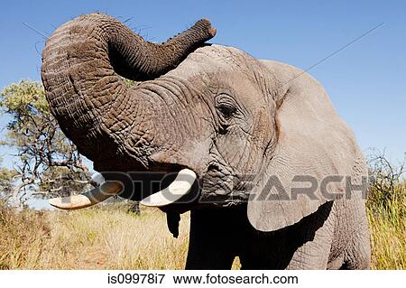 Female African Elephant, Botswana, Africa View Large Photo Image Stock Photo - Female African Elephant, Botswana, Africa. Fotosearch