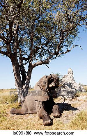 Female African Elephant getting up after a rest near a termite mound, Botswana, Africa View Large Photo Image Stock Photo - Female African Elephant getting up after a rest near a termite mound, Botswana, Africa. Fotosearch