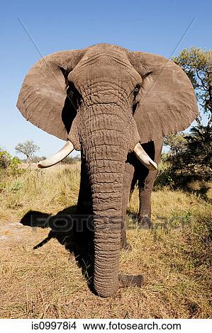 Female African Elephant Head On Botswana Africa Picture Isi4 Fotosearch