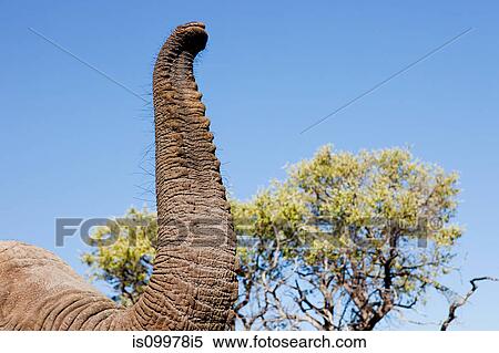Female African Elephant trunk detail, Botswana, Africa View Large Photo Image Stock Photography - Female African Elephant trunk detail, Botswana, Africa. Fotosearch