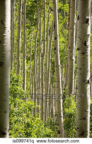 Forest of silver birch trees near Aspen, Colorado, USA View Large Photo Image Stock Photography - Forest of silver birch trees near Aspen, Colorado, USA. Fotosearch