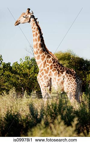 Giraffe in a field of wild sage, Okavango Delta, Botswana, Africa View Large Photo Image Stock Image - Giraffe in a field of wild sage, Okavango Delta, Botswana, Africa. Fotosearch