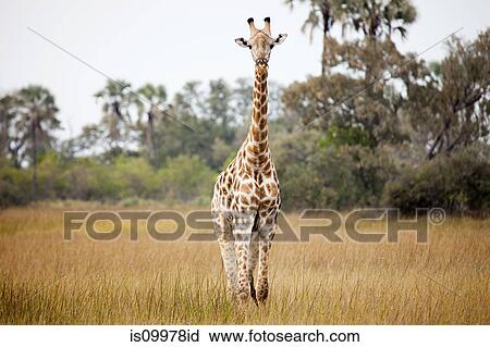 Giraffe in tall grass, Okavango Delta, Botswana, Africa View Large Photo Image Stock Image - Giraffe in tall grass, Okavango Delta, Botswana, Africa. Fotosearch