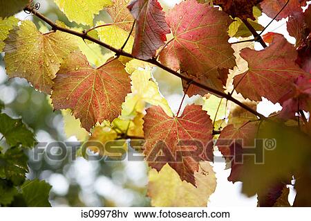 Grapevines, Franschhoek, South Africa View Large Photo Image Stock Photo - Grapevines, Franschhoek, South Africa. Fotosearch