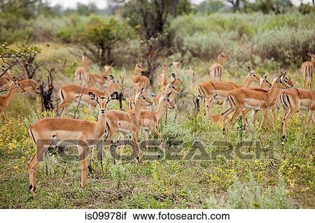 Herd of Female Impala, Botswana, Africa View Large Photo Image Stock Image - Herd of Female Impala, Botswana, Africa. Fotosearch