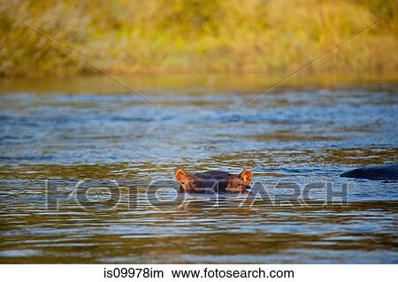 Hippo, Zambezi River, Zambia, Africa View Large Photo Image Picture - Hippo, Zambezi River, Zambia, Africa. Fotosearch
