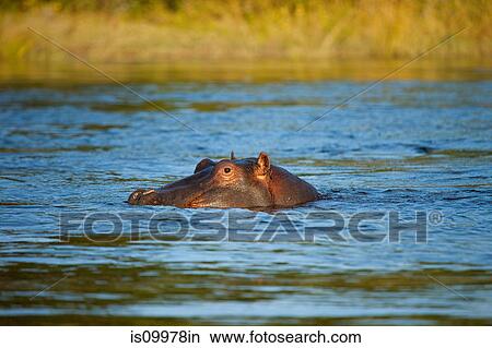 Hippo, Zambezi River, Zambia, Africa View Large Photo Image Picture - Hippo, Zambezi River, Zambia, Africa. Fotosearch