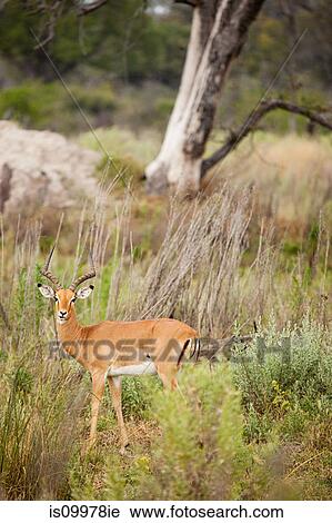 Male Impala, Botswana, Africa View Large Photo Image Stock Image - Male Impala, Botswana, Africa. Fotosearch
