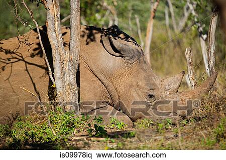 Male White Rhinoceros, Mosi-Oa-Tunya National Park, Zambia, Africa View Large Photo Image Stock Photography - Male White Rhinoceros, Mosi-Oa-Tunya National Park, Zambia, Africa. Fotosearch