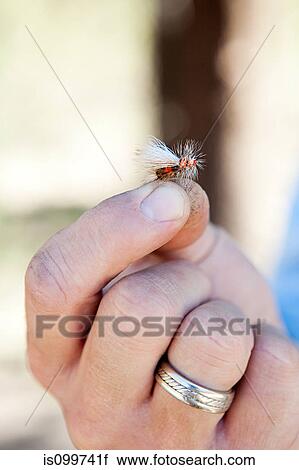 Man holding imitation fly for fishing, Colorado, USA View Large Photo Image Stock Image - Man holding imitation fly for fishing, Colorado, USA. Fotosearch