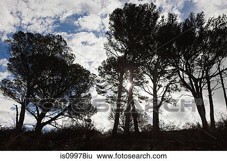 Sunlight through trees on Signal Hill, Cape Town, South Africa View Large Photo Image Stock Photograph - Sunlight through trees on Signal Hill, Cape Town, South Africa. Fotosearch