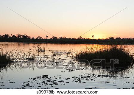 Sunset on the water in the Okavango Delta, Botswana, Africa View Large Photo Image Stock Image - Sunset on the water in the Okavango Delta, Botswana, Africa. Fotosearch