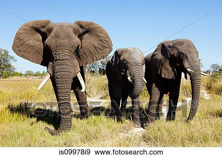 Three African Elephants, Botswana, Africa View Large Photo Image Stock Photo - Three African Elephants, Botswana, Africa. Fotosearch