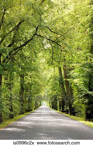 Treelined avenue, Poland View Large Photo Image Stock Photo - Treelined avenue, Poland. Fotosearch