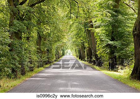 Treelined avenue, Poland View Large Photo Image Stock Photo - Treelined avenue, Poland. Fotosearch