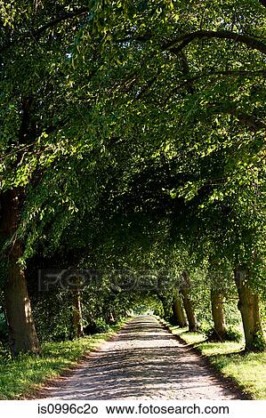 Treelined avenue, Rugen, Germany View Large Photo Image Picture - Treelined avenue, Rugen, Germany. Fotosearch