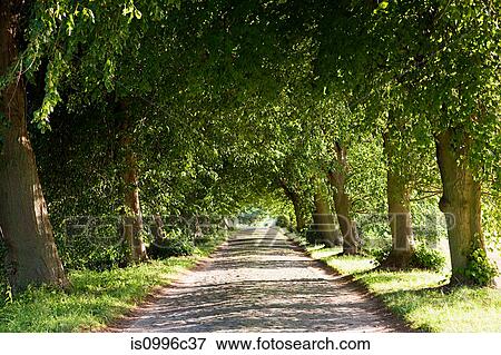 Treelined avenue, Rugen, Germany View Large Photo Image Stock Photo - Treelined avenue, Rugen, Germany. Fotosearch