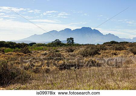 Stock Photo - Winelands of South Africa near Stellenbosch, Drakenstein Mountain chain in the distance. Fotosearch