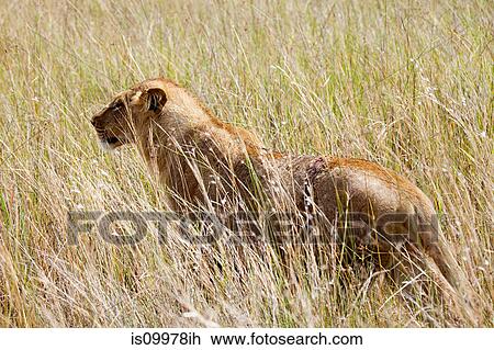 Young Female Lion in the bush, Botswana View Large Photo Image Stock Image - Young Female Lion in the bush, Botswana. Fotosearch