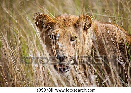 Young Female Lion in the bush, Botswana View Large Photo Image Stock Image - Young Female Lion in the bush, Botswana. Fotosearch