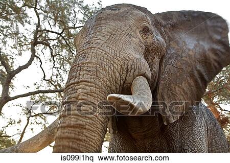Stock Photography - African elephant, close up, low angle view. Fotosearch