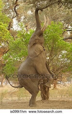 African elephant reaching for branches View Large Photo Image Picture - African elephant reaching for branches. Fotosearch