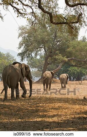 African elephants walking through landscape View Large Photo Image Stock Photography - African elephants walking through landscape. Fotosearch