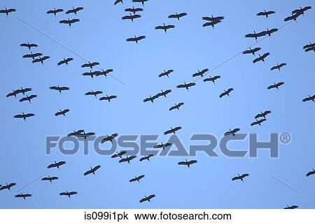 African openbills in blue sky View Large Photo Image Stock Image - African openbills in blue sky. Fotosearch