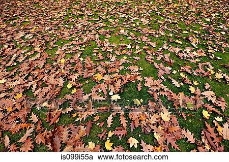Stock Image - Autumn leaves in park, Frankfurt, Germany. Fotosearch