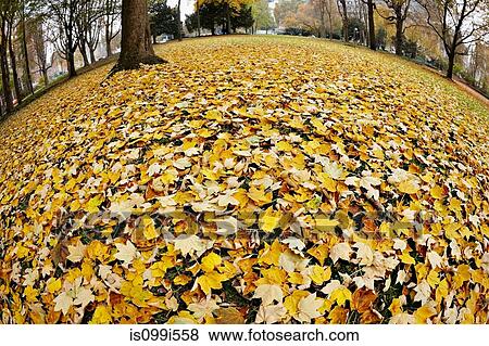Stock Photo - Autumn leaves in park, Frankfurt, Germany. Fotosearch