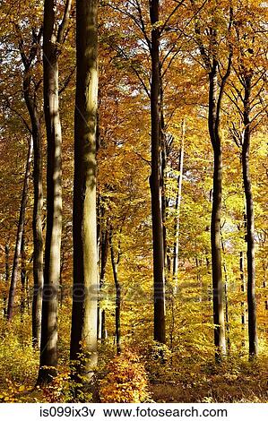 Stock Photo - Beech forest with autumn leaves. Fotosearch