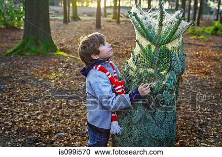 Boy holding Christmas tree in forest View Large Photo Image Stock Image - Boy holding Christmas tree in forest. Fotosearch
