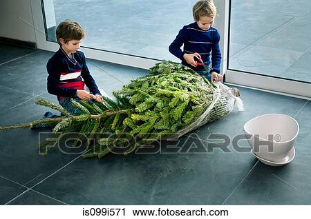 Boys preparing Christmas tree at home View Large Photo Image Stock Image - Boys preparing Christmas tree at home. Fotosearch