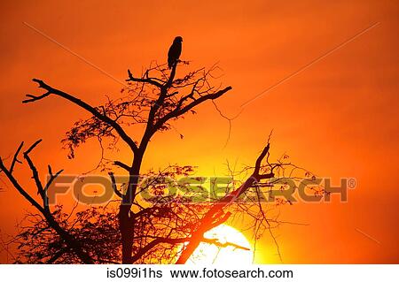 Brown Snake Eagle perched on tree at sunset View Large Photo Image Stock Photograph - Brown Snake Eagle perched on tree at sunset. Fotosearch
