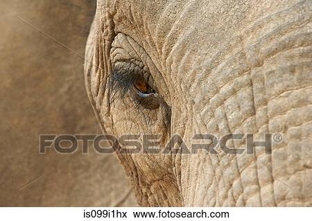 Stock Photo - Close up of African elephant. Fotosearch