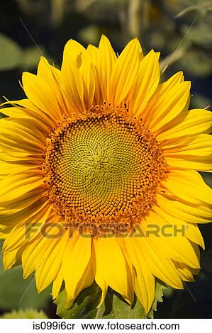 Stock Photography - Close up of sunflower. Fotosearch