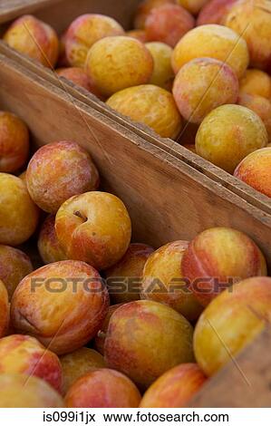 Crates of ripe plums View Large Photo Image Stock Photo - Crates of ripe plums. Fotosearch