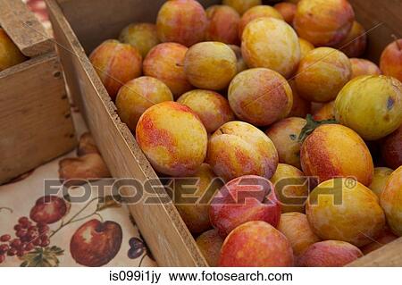 Crates of ripe plums View Large Photo Image Stock Photo - Crates of ripe plums. Fotosearch